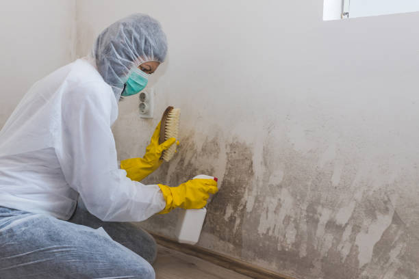 Best Mold Damage Repair  in Tahoe Vista, CA