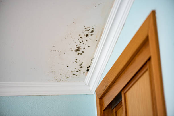 Best Mold Remediation  in Tahoe Vista, CA