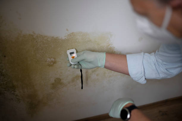 Best Black Mold Removal  in Tahoe Vista, CA