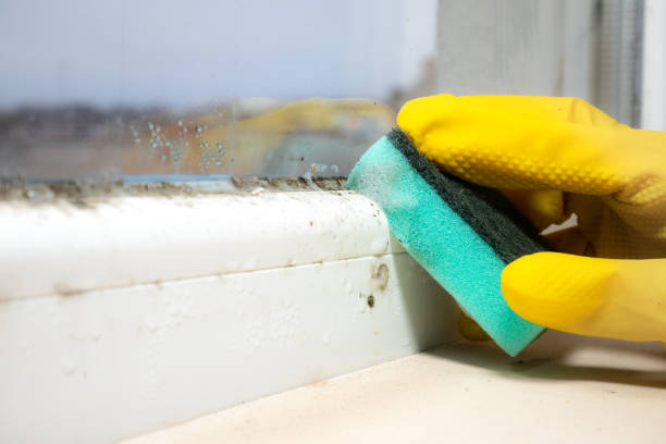 Best Mold Removal Company Near Me  in Tahoe Vista, CA