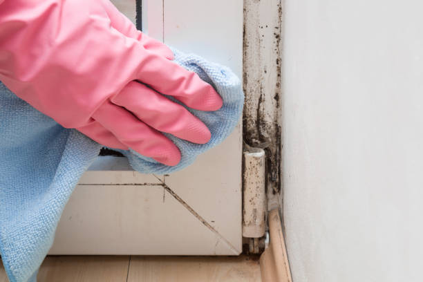 Best Fast Mold Removal  in Tahoe Vista, CA