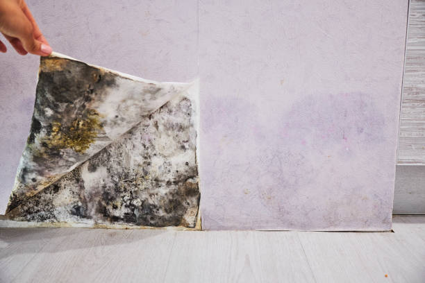 Best Residential Mold Removal  in Tahoe Vista, CA